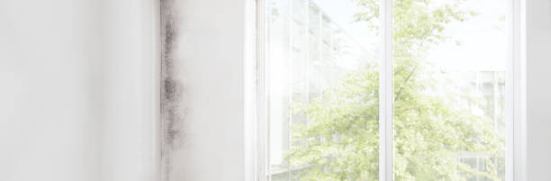 Best Basement Mold Removal  in Louisburg, NC