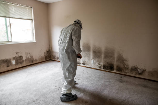 Best Environmental Consulting for Mold Prevention  in Louisburg, NC